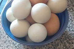 Selling with online payment: Fresh Large Chicken Eggs Brown and Blue
