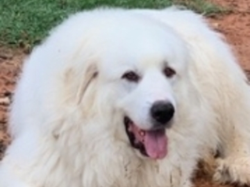   : Bo
