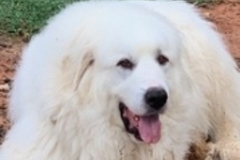   : Bo