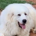   : Bo
