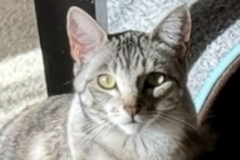   : Thumbalina