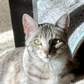  : Thumbalina