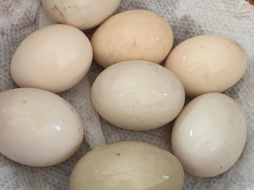 Selling with In-person Payment: FREE RANGE DOZEN SPECIAL!!! XL DUCK EGGS!!