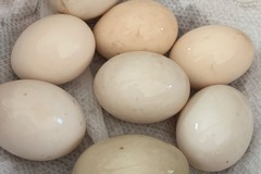 Selling with In-person Payment: FREE RANGE DOZEN SPECIAL!!! XL DUCK EGGS!!