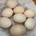 Selling with In-person Payment: FREE RANGE DOZEN SPECIAL!!! XL DUCK EGGS!!