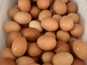 Selling with In-person Payment: FREE RANGE DOZEN SPECIAL!!! FRESH CHICKEN EGGS!!