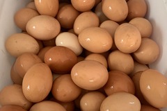 Selling with In-person Payment: FREE RANGE DOZEN SPECIAL!!! FRESH CHICKEN EGGS!!
