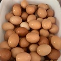 Selling with In-person Payment: FREE RANGE DOZEN SPECIAL!!! FRESH CHICKEN EGGS!!
