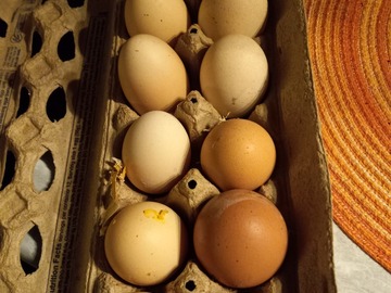 Selling with In-person Payment: Fresh Chicken eggs