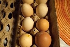 Selling with In-person Payment: Fresh Chicken eggs