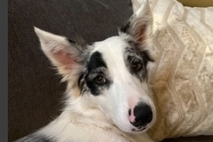   : Gwen