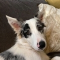   : Gwen