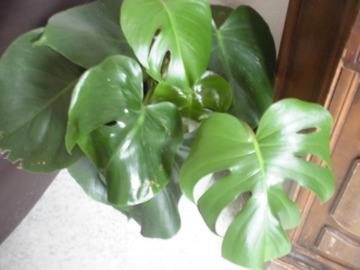 Exchange: échange plante phylodendron monstera