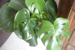 Echange: échange plante phylodendron monstera