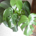Echange: échange plante phylodendron monstera