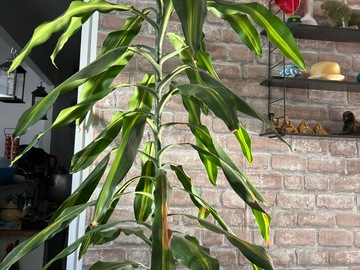 Vente: Dracaena fragrans