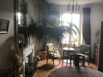 Sales: Vends très grande plante (palmier bambou)