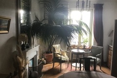 Sales: Vends très grande plante (palmier bambou)