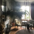 Sales: Vends très grande plante (palmier bambou)