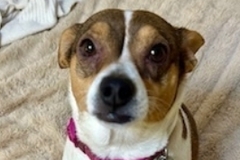   : Gracie
