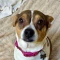   : Gracie