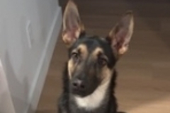   : Milo