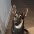   : Milo