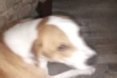   : Floppy Chongo