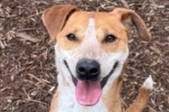   : Chico