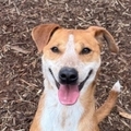   : Chico