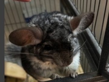   : Dusty