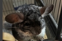   : Dusty