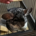   : Dusty