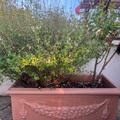 Sales: Sauge dans très grand pot 90 x 40 cm