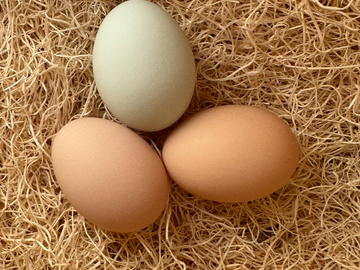 Selling with online payment: Farm Fresh Eggs- The Breakfast Club (Williamstown, NJ)
