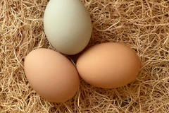 Selling with online payment: Farm Fresh Eggs- The Breakfast Club (Williamstown, NJ)