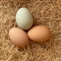Selling with online payment: Farm Fresh Eggs- The Breakfast Club (Williamstown, NJ)