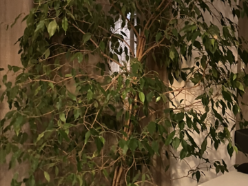 Vente: Grand Ficus