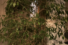 Vente: Grand Ficus