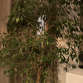 Vente: Grand Ficus