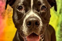   : Ziggy