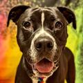   : Ziggy