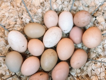 Selling with online payment: Backyard Eggs for Sale 