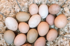 Selling with online payment: Backyard Eggs for Sale 