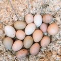 Selling with online payment: Backyard Eggs for Sale 