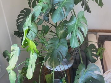 Don: Monstera