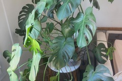 Giving away: Monstera