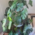 Giving away: Monstera