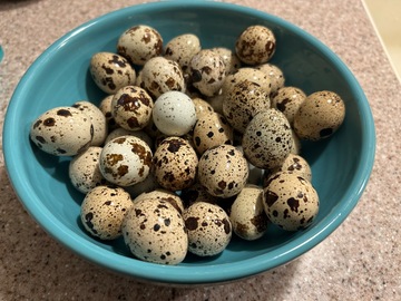 Selling with In-person Payment: Quail eggs