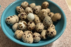 Selling with In-person Payment: Quail eggs